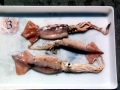 Arrow Squid