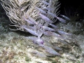 Arrow Squid