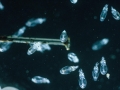 Arrow Squid