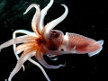 Arrow Squid
