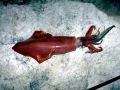 Arrow Squid