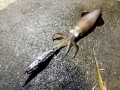 Arrow Squid