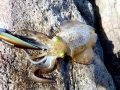 Arrow Squid