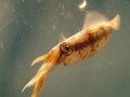 Arrow Squid