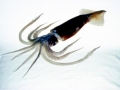 Arrow Squid