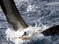 Arrow Squid