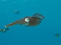 Arrow Squid