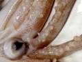 Arrow Squid
