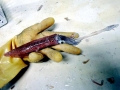 Arrow Squid