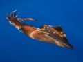 Arrow Squid