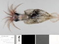 Arrow Squid
