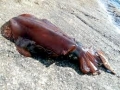 Arrow Squid