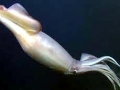 Arrow Squid