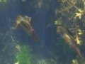 Arrow Squid