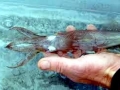 Arrow Squid