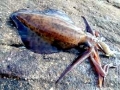Arrow Squid