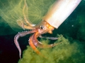 Arrow Squid
