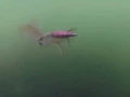Arrow Squid