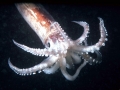 Arrow Squid