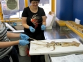 Arrow Squid