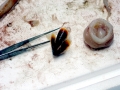 Arrow Squid