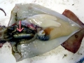 Arrow Squid