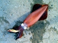 Arrow Squid