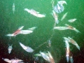 Arrow Squid