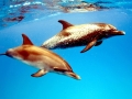Atlantic Spotted Dolphin