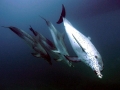 Atlantic Spotted Dolphin