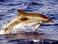 Atlantic Spotted Dolphin