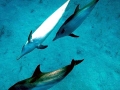Atlantic Spotted Dolphin