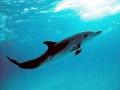 Atlantic Spotted Dolphin