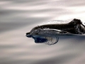 Atlantic Spotted Dolphin
