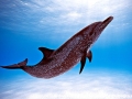 Atlantic Spotted Dolphin