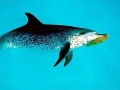 Atlantic Spotted Dolphin