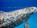 Atlantic Spotted Dolphin