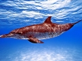 Atlantic Spotted Dolphin