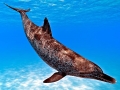 Atlantic Spotted Dolphin