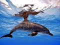 Atlantic Spotted Dolphin