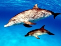 Atlantic Spotted Dolphin