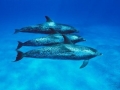 Atlantic Spotted Dolphin