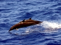 Atlantic Spotted Dolphin