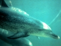 Atlantic Spotted Dolphin