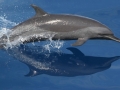 Atlantic Spotted Dolphin