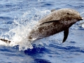 Atlantic Spotted Dolphin