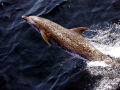 Atlantic Spotted Dolphin
