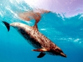 Atlantic Spotted Dolphin