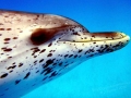 Atlantic Spotted Dolphin