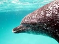 Atlantic Spotted Dolphin